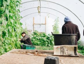 Farm Jobs in Italy with Free Housing – Seasonal Work Guide 2026